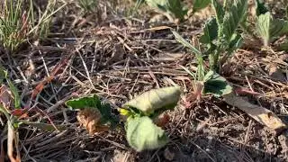 Wild Mustard (e.g. Bastard Cabbage )