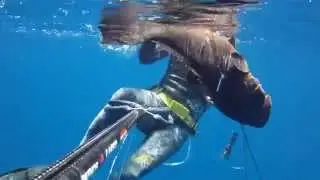 &Rho;&omicron;&phi;ό&sigmaf; Cernie Grouper Orfoz Mero 13kgr - Dimitris Vosios (spearfishing - Pescasub - &Psi;&alpha;&rho;&omicron;&nu;&tau;&omicron;ύ&phi;&epsilon;&kappa;&omicron;)