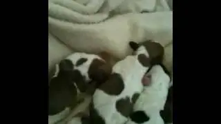 Bonnie Beagle gives birth to 8 pups