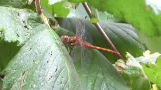 British insects - Common Darter Dragonfly
