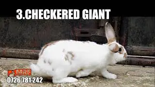 BEST RABBIT BREEDS IN KENYA