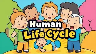 🧒 Human Life Cycle for Kids | From Baby to Grown-Up! #kidlearning #human