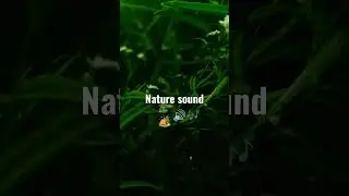 nature sound 😍#shorts #ytshorts #love #adventure #soundcloud #music #musician #forestsound #forest