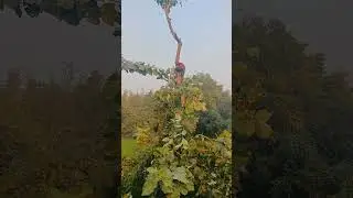 Tree cutting manually-tree trimming-