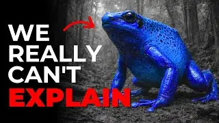 Why Blue Poison Dart Frogs Are Nature's Most Colorful Killers?