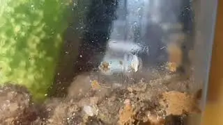 newborn baby snail