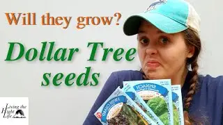 DOLLAR TREE SEEDS. Will they actually germinate? Find out if vegetable seeds from dollar tree work!