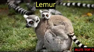 Ali's Top 5 - Lemur Facts