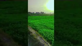 Wahla Farm