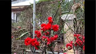 Live tối 29/1 mai đỏ tứ quý tết…lh 0393998895
