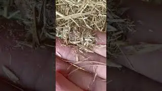 Growing new hay for my guinea pigs
