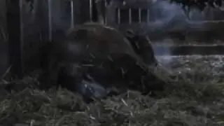 Birth of a Calf