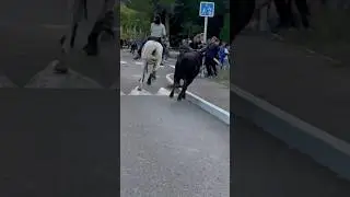 Un taureau s&rsquo;&eacute;chappe &agrave; Langlade