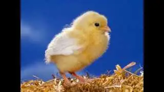 the chicken techno song