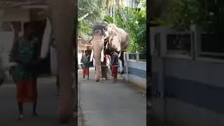 Tallest Elehant in Asia,  #elephant #tallest #india #kerala #incredibleindia