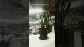 #plants #office #type #coffee #love #nature #restaurant