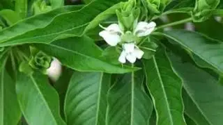Malabar nut tree | Cure respiratory problems | Addasaram plant uses in telugu|#అడ్డసరం