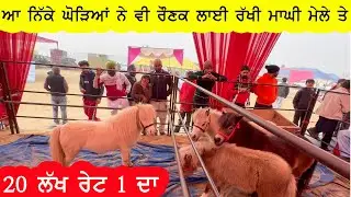 ਬਾਈ ਕਹਿੰਦਾ ਅਮਰੀਕਾ ਤੋਂ ਮੰਗਵਾਉਣੇ ਪੈਂਦੇ ਆ ਇਹ ਘੋੜੇ ਰੋਹਬ ਦੇਖੋ ਇਹਨਾਂ ਦਾ 