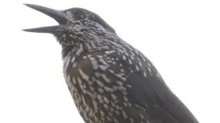 Cassenoix mouchet&eacute; - Spotted Nutcracker - Nucifraga caryocatactes
