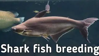 How to breed Shark fish at home step by step | Shark fish breeding natural way and hand breeding .