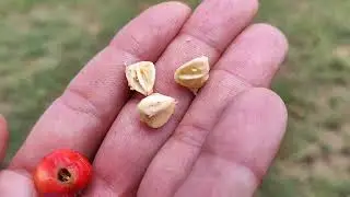 Мальпигия голая или ацерола. Malpighia glabra or acerola.