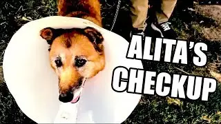 DOG RESCUED from Being Put DOWN - Alita's Vet Checkup Results (Who is Alita)