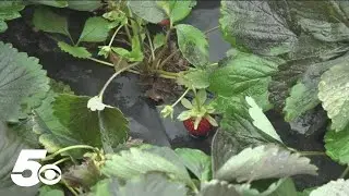 Arkansas Strawberry farm struck by lightning