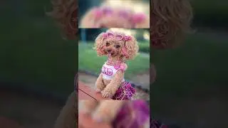 万博会場その後 #shorts #toypoodle #youtubeshorts #トイプードル #公園散歩 #犬のいる生活 #シニア犬 #大阪万博会場その後 #expo2025