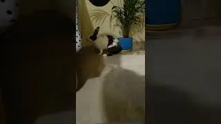 Rabbit Enjoying Free Roaming | #rabbit #freeroaming