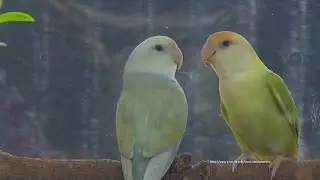 Peach-Faced Lovebirds Sounds - Yellow & Blue Pallid Opaline