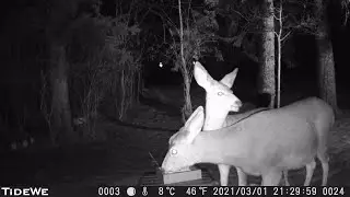 Backyard Trail Cam - Mar. 1 to Mar. 18, 2021
