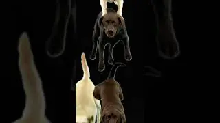 Why Do Dogs Jump Off This Bridge? 😱🐶 (True Mystery) #mysterybytes
