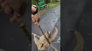 Guy drops sloth😂