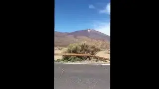 El tedie Tenerife Canarias #tenerife #canarias