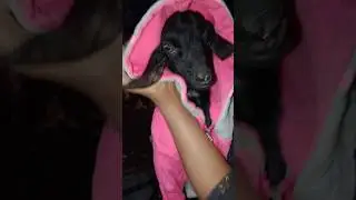 Little Cute❤ Fairy goat❤ #fairytale #pets #goatsworld #cuteanimals #cutebaby #