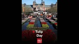 Amsterdam Celebrates Dutch National Tulip Day with 200,000 Free Tulips