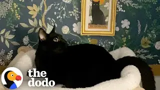 Cat Has Her Own Bedroom And Bathroom | The Dodo