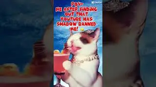 #laughingcats