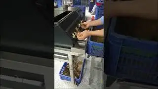 Day Old Chick Beak Trimming Machine