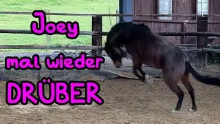 Joey mal wieder völlig DRÜBER 🦄 Adventskalender Tür 5