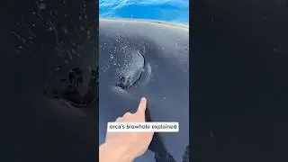 Orca&rsquo;s Blowhole Explained #orca