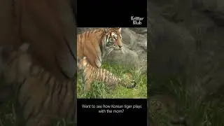 Korean tiger baby: 