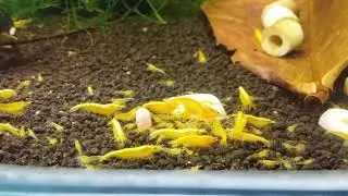 neocaridinas yellow golden back