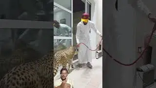 Cheetah faltu video upload paaltu Sher Dubai#music #comedy #aslamsingermewatisong #funnysongs #duet