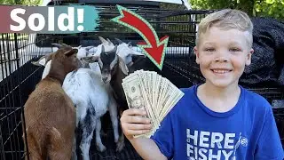 Houston Sold My Goats!