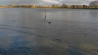 Fun with RC swamp boats.