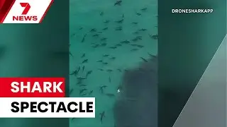 Hundreds of sharks feed on a giant school of bait fish off Queensland's Moreton Island | 7NEWS