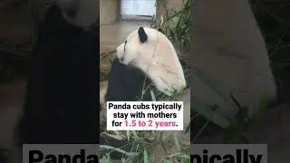 How Long Do Panda Cubs Stay With Mother?