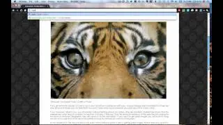 Google Chrome 9 Makes Browsing Faster