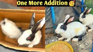 Aj rabbit a ge minizoo ma 😍☺️#petsvlog#petscaring 